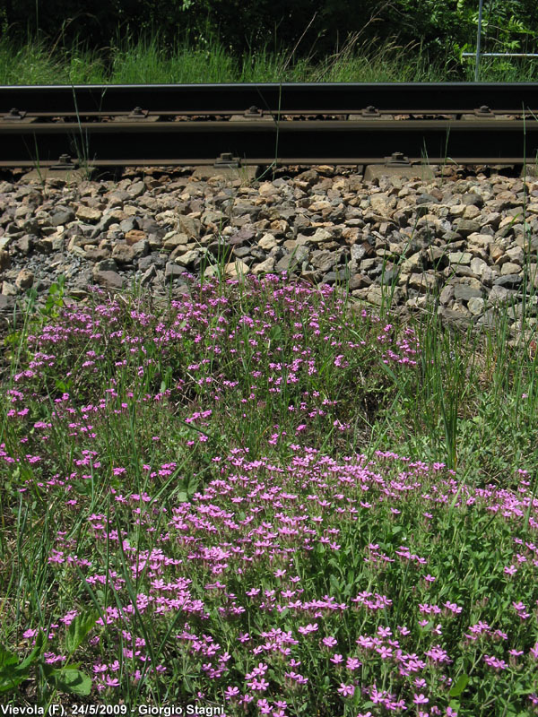 Ripostiglio di paesaggi italiani - Binario e fiori.