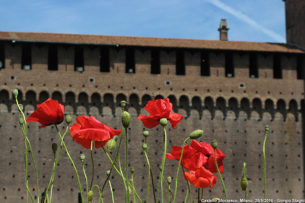 Il Castello - Castello Sforzesco.