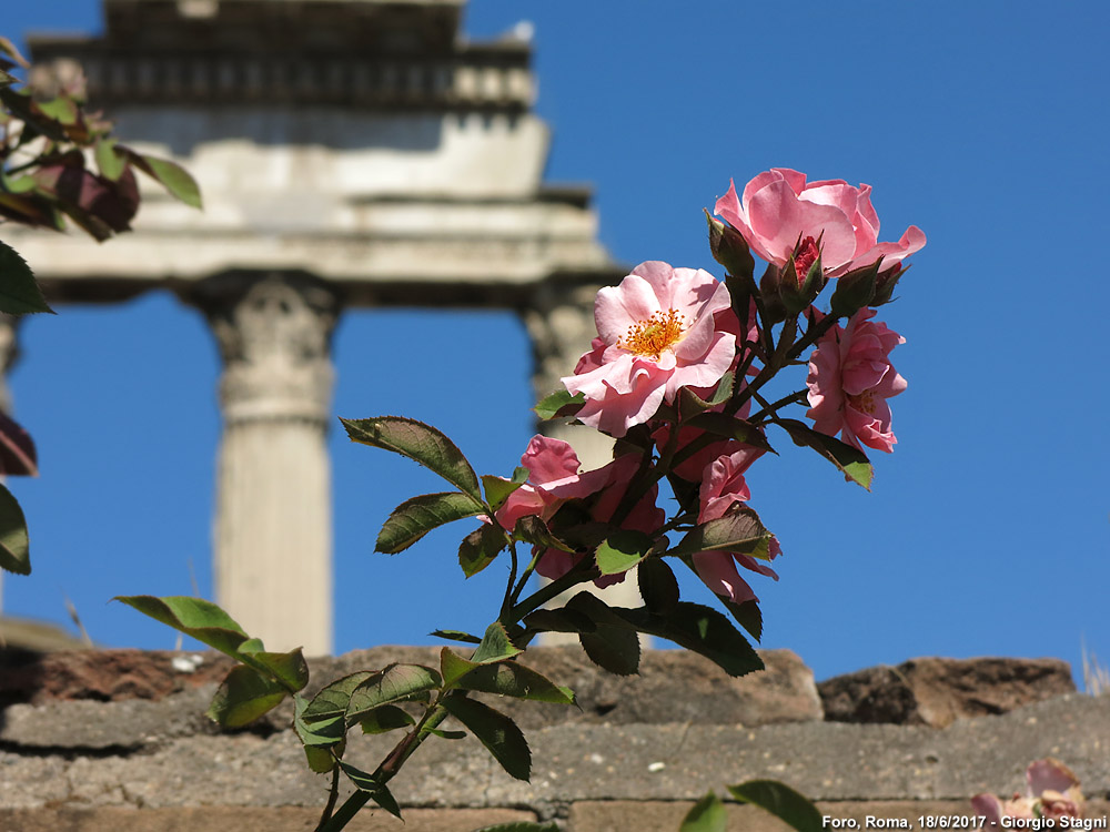 Roma nell'estate - Tempio dei Castori.