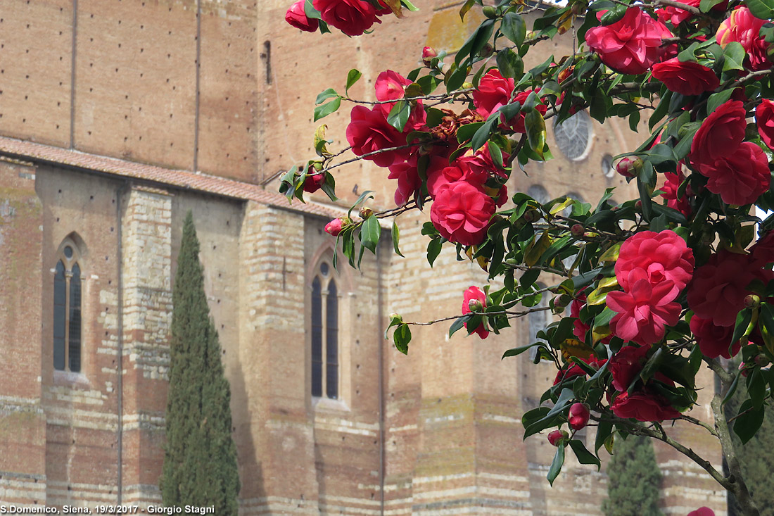 Siena - S.Domenico.