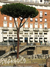 Roma nell'estate - Largo Torre Argentina.