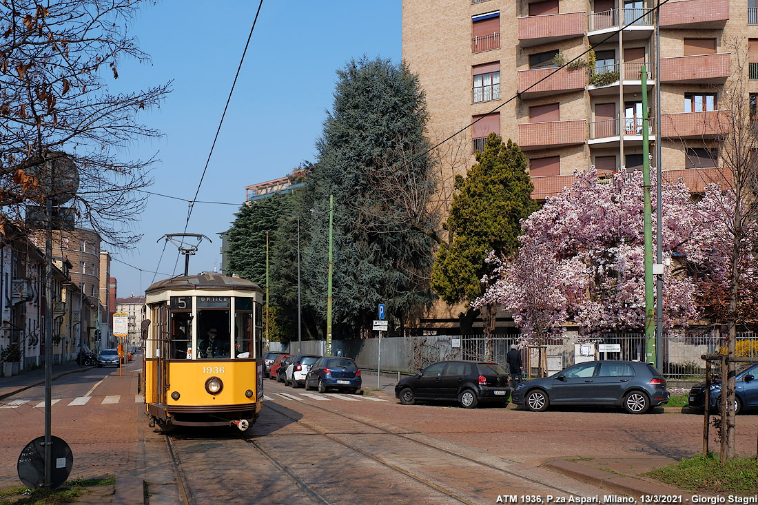 La magnolia di Piazza Aspari - P.za Aspari