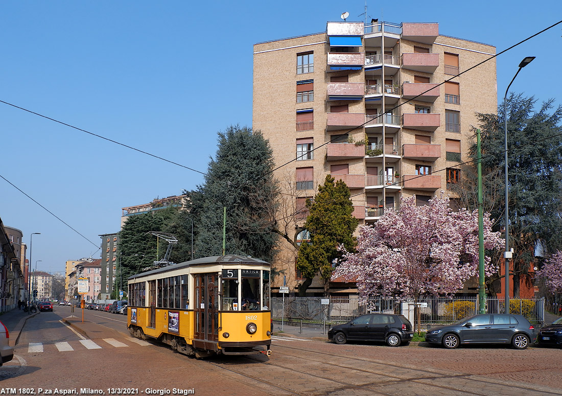 La magnolia di Piazza Aspari - P.za Aspari