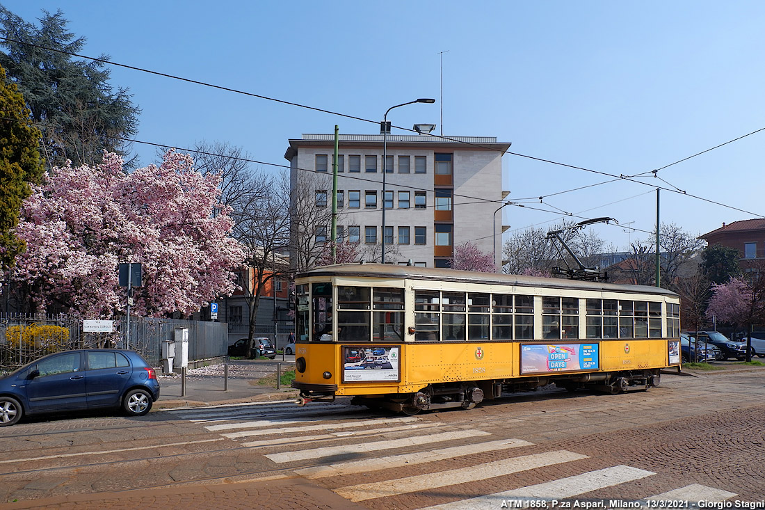 La magnolia di Piazza Aspari - P.za Aspari