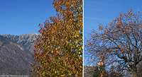 Vigezzo a novembre - Creggio.