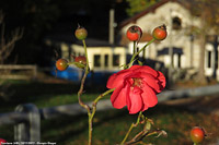 Vigezzo a novembre - Trontano.
