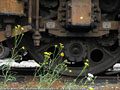 Museo Ferroviario Piemontese, Savigliano - E.428.