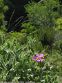 Ripostiglio di paesaggi italiani - Fioritura alpina.