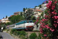 Oleandri in fiore - Alassio.
