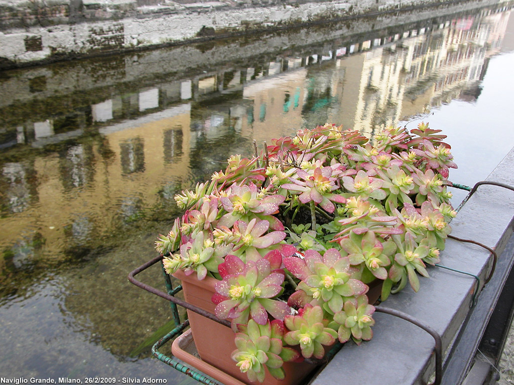 Citt d'acqua - Naviglio Grande.