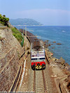 Classic - Cervo.