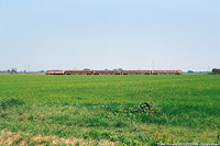 Classic Lomellina - Olevano.