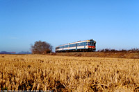 Classic Lomellina - Cava Carbonara.