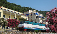 Oleandri in fiore - Laigueglia.
