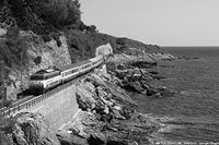 Cervo.