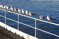 Avifauna - Laveno Mombello.