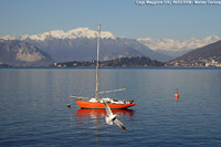 Avifauna - Lago Maggiore.