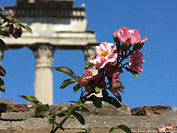 Roma nell'estate - Tempio dei Castori.