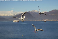 Avifauna - Laveno Mombello.