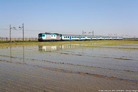 Lomellina ieri - Olevano.