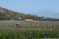 Giallo Marte in Franciacorta - Bornato.