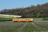 Giallo Marte in Franciacorta - Bornato.