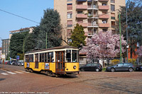 La magnolia di Piazza Aspari - P.za Aspari