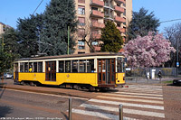 La magnolia di Piazza Aspari - P.za Aspari