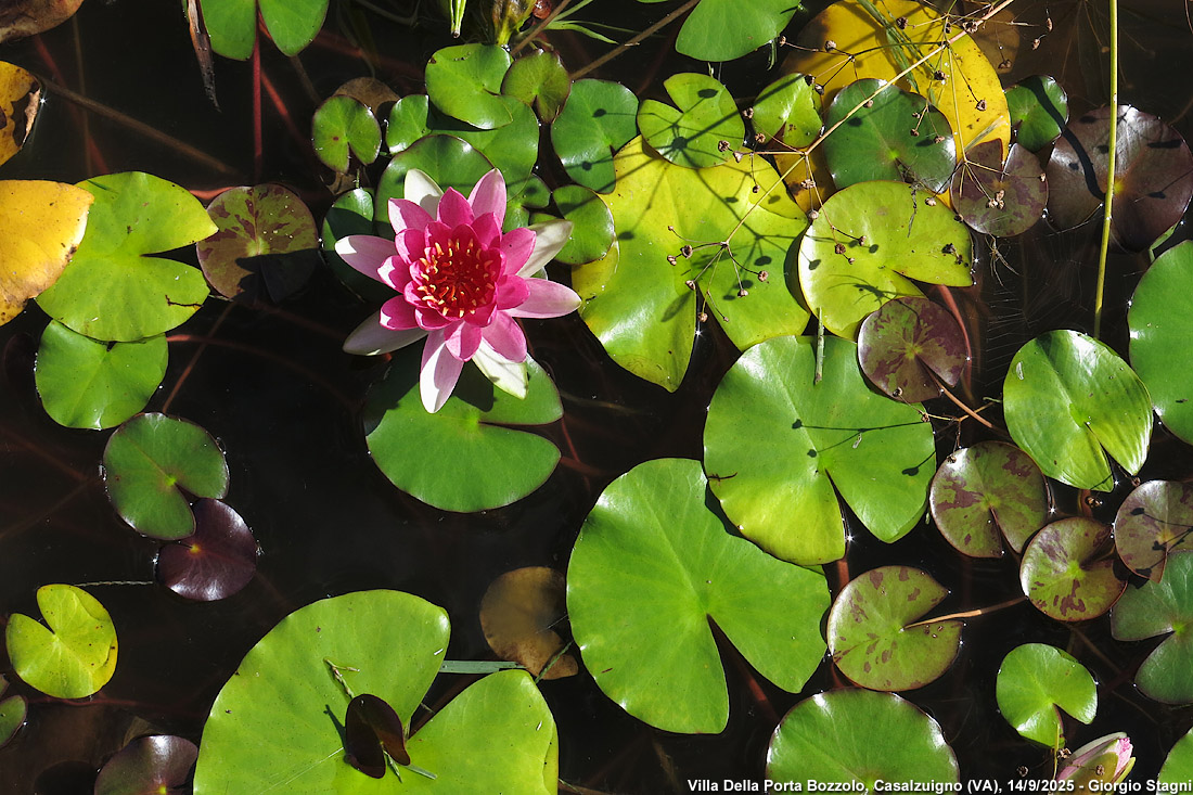 Villa Della Porta Bozzolo (FAI) - Villa Bozzolo.