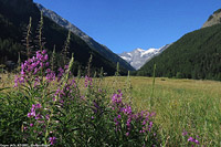 Cogne e Valnontey - Cogne.