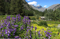 Cogne e Valnontey - Valnontey.