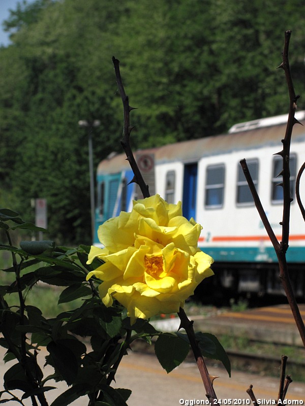Automotrici a primavera - Oggiono.