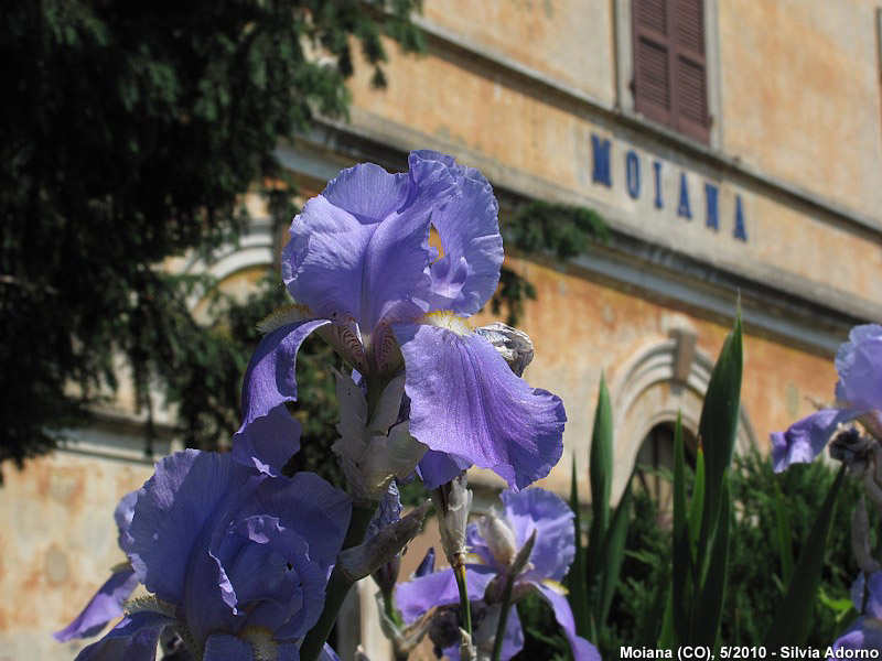 Stazioni per sfondo - Moiana.