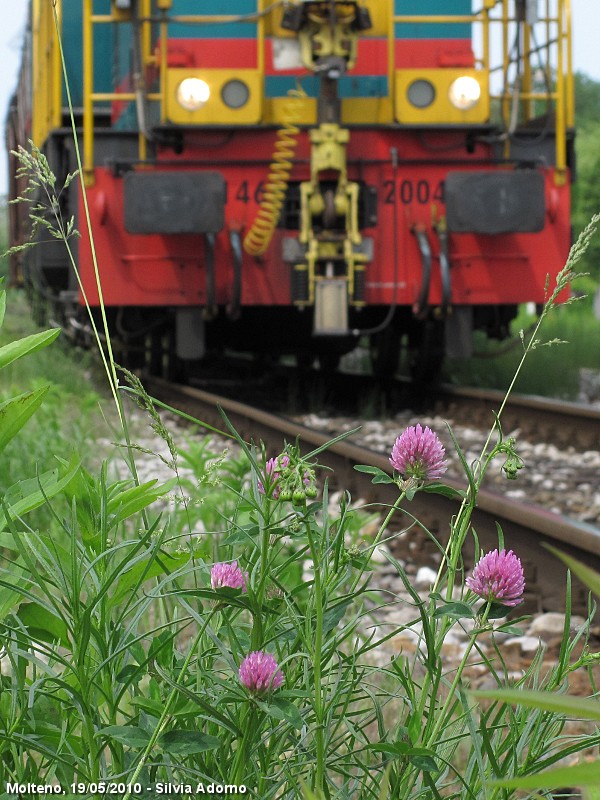 Automotrici a primavera - Molteno.